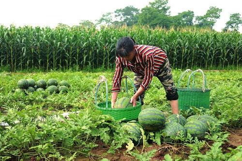 娱乐718.吃瓜王大炮,揭秘吃瓜王大炮的瓜界传奇  第3张