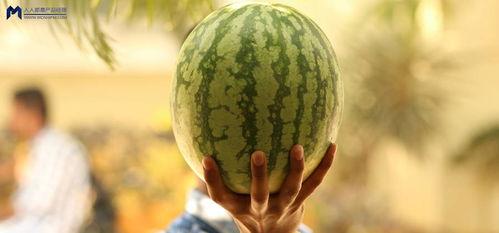 娱乐吃瓜为什么火,揭秘网络现象的火爆之谜 第1张 娱乐吃瓜为什么火,揭秘网络现象的火爆之谜 第1张