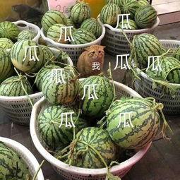 娱乐吃瓜为什么火,揭秘网络现象的火爆之谜 第2张 娱乐吃瓜为什么火,揭秘网络现象的火爆之谜 第2张