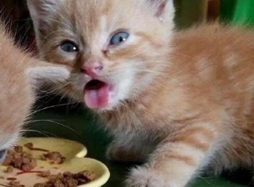 娱乐吃瓜酱70只猫猫,娱乐吃瓜酱带你领略猫咪世界 第2张 娱乐吃瓜酱70只猫猫,娱乐吃瓜酱带你领略猫咪世界 第2张