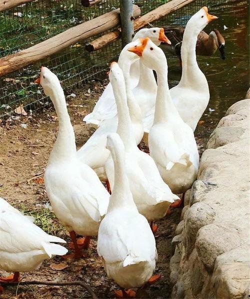 八鹅吃瓜菌不空娱乐,揭秘网络热梗背后的趣味世界  第3张